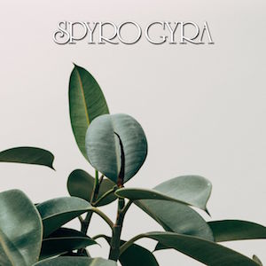 Spyro Gyra